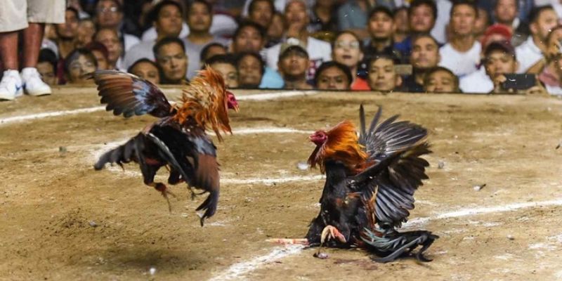 Đá gà Phillipine lỗi thường gặp