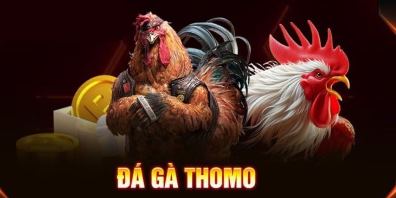 Đá gà thomo Campuchia là gì